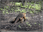 foto Flora e la fauna della Isole Galapagos